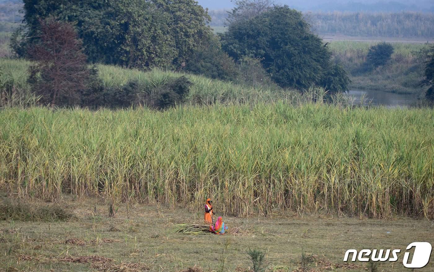 인도의 우타프레다시주&#40;州&#41;에 있는 사탕수수 농장. 2018.12.06 ⓒ AFP=뉴스1 ⓒ News1 김예슬 기자