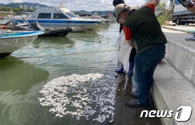 지난해 7월 부산시 수산자원연구소에서 어린 황복을 낙동강하구 연안에 방류하고 있는 모습&#40;부산시 제공&#41;ⓒ 뉴스1