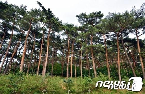 한국인 선호 나무 부동의 1위는 소나무인 것으로 나타났다. ‘국가산림문화자산’으로 지정된 충남 태안 안면도 소나무숲.ⓒ 뉴스1