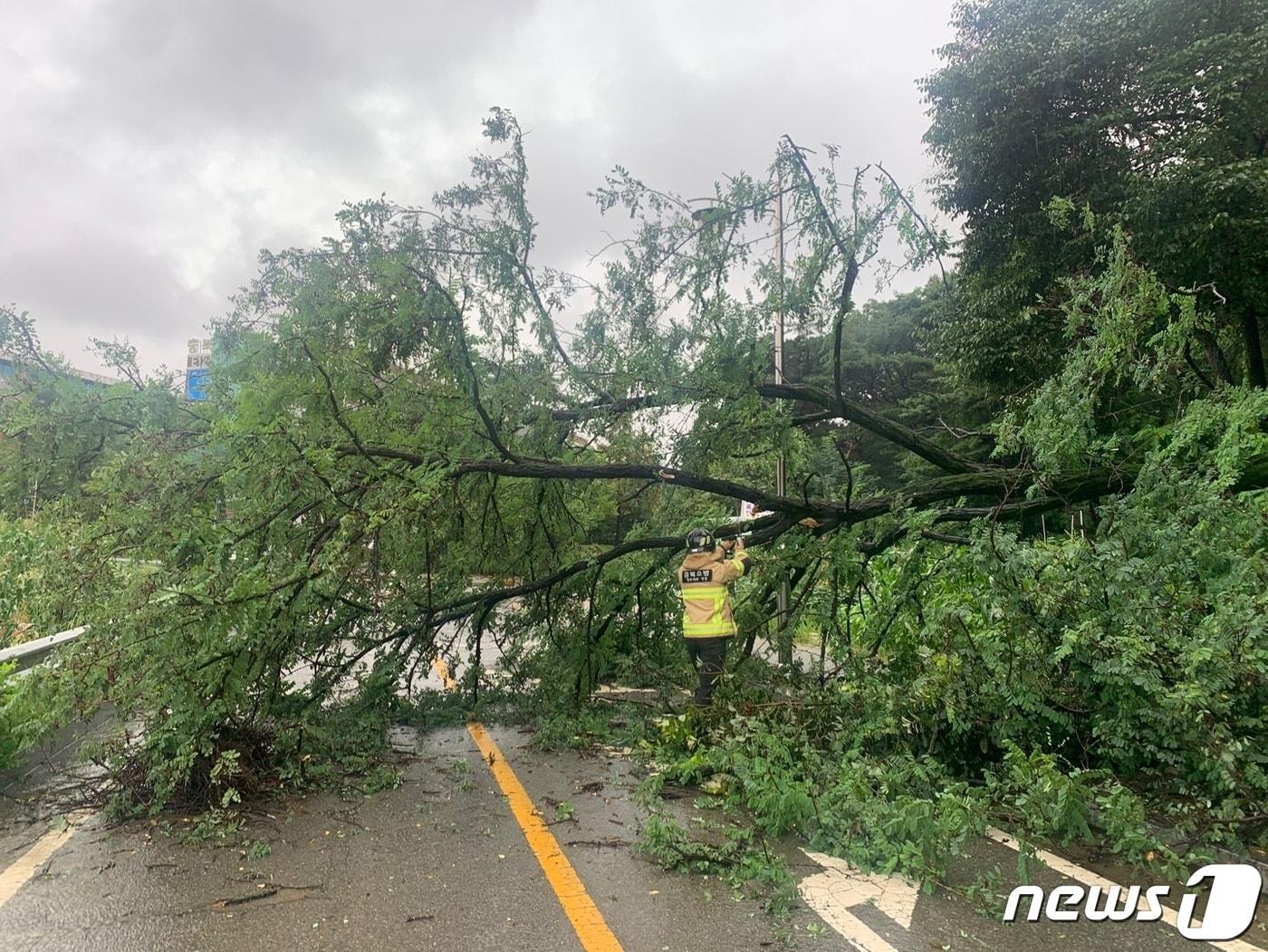 11일 오후 충북 청주시 흥덕구의 한 도로에 나무가 쓰러져 소방당국이 안전조치를 하고 있다.&#40;충북소방본부 제공&#41;.2022.8.11/ⓒ 뉴스1