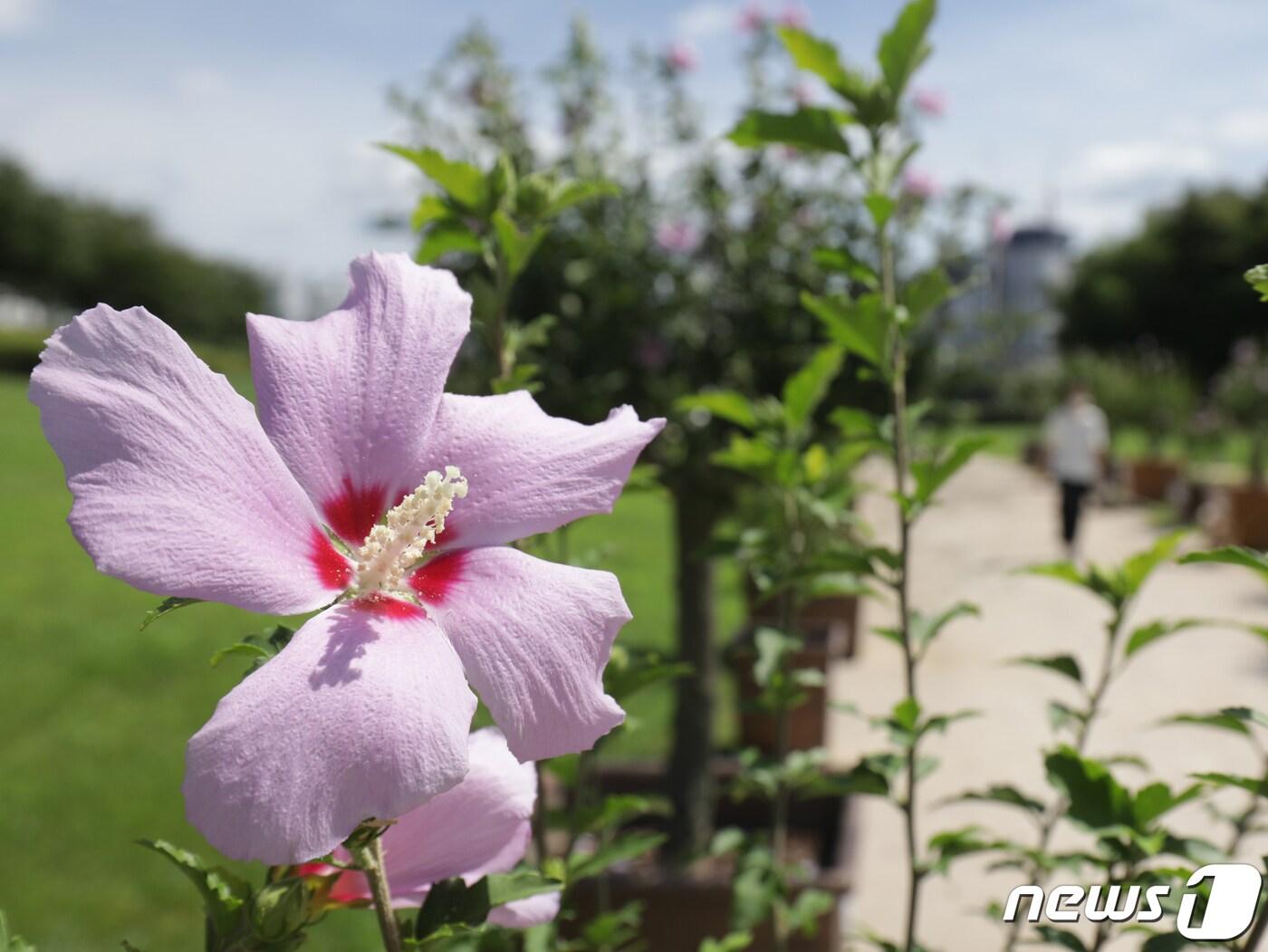 전북 완주군은 오는 8월12일 고산문화공원에서 &#39;제11회 나라꽃 무궁화 축제&#39; 행사를 개최한다고 23일 밝혔다.&#40;자료사진&#41; ⓒ 뉴스1 DB