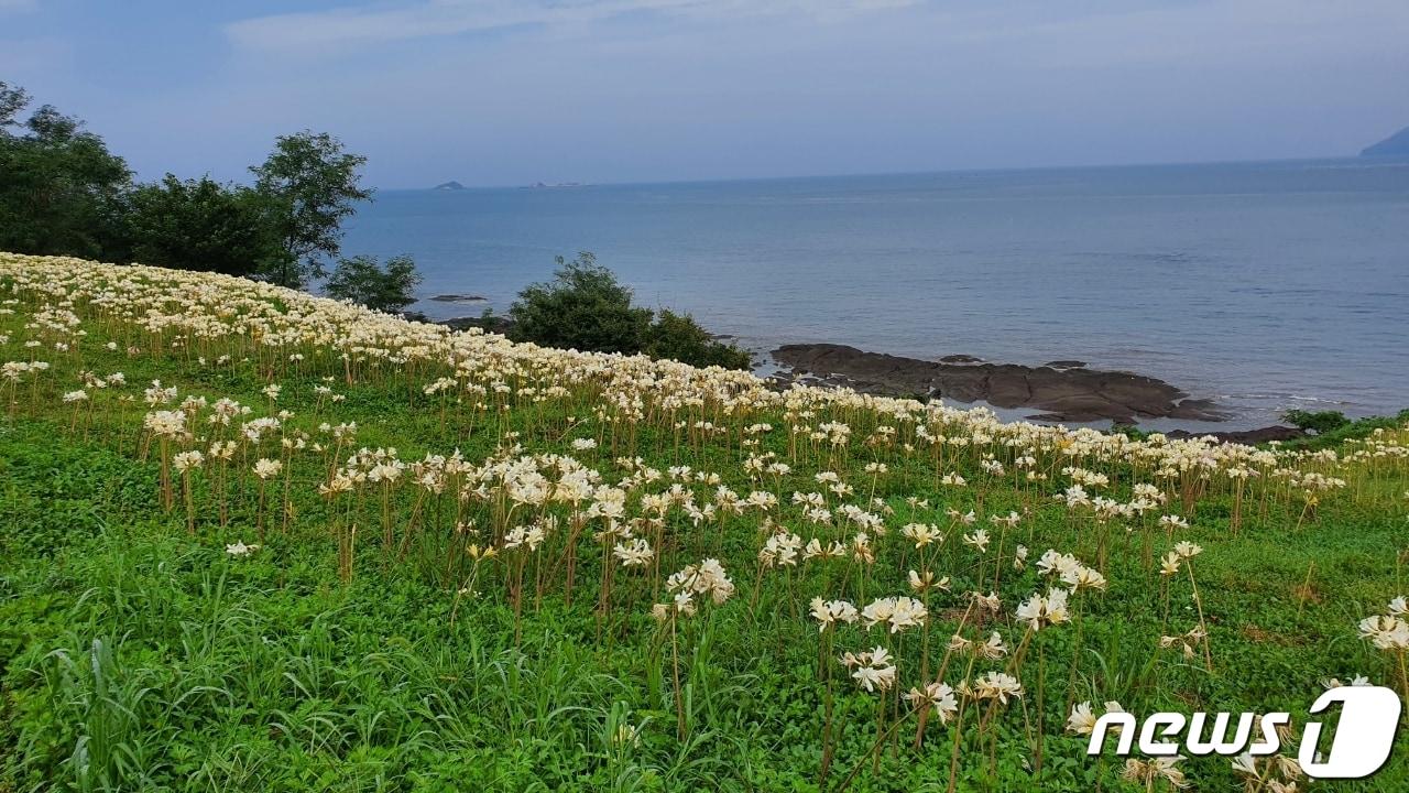 전북 부안군 변산마실길 제2코스&#40;송포∼성천항&#41;에 붉노랑상사화가 다음 주말부터 절정에 이를 것으로 예상되면서 관광객 및 탐방객들을 유혹하고 있다. &#40;부안군 제공&#41;