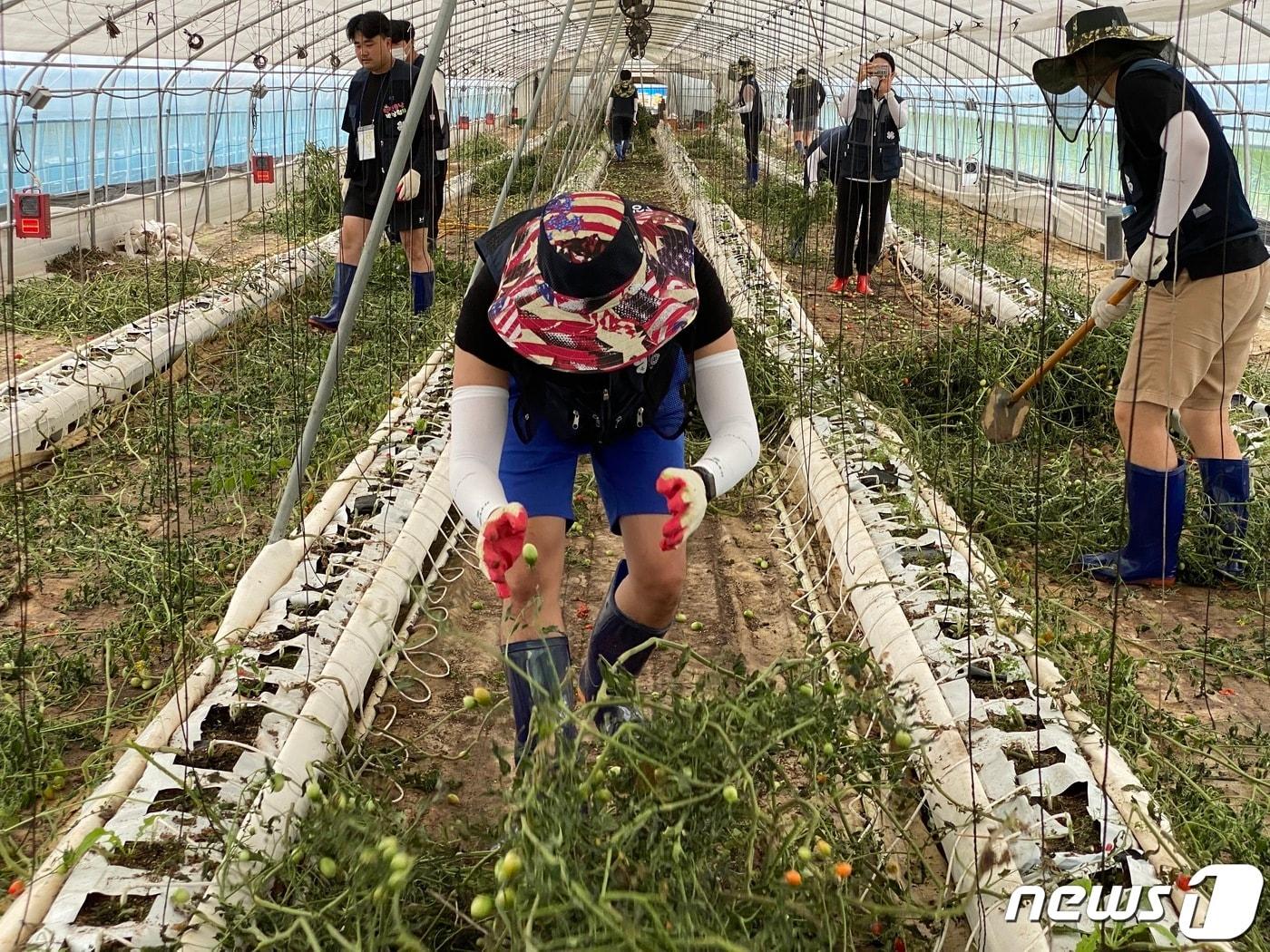 ‘농&#40;農&#41;UP페스티벌’에 참가한 충남 4-H회 청년 농업인들이 수해복구 작업을 벌이고 있다.