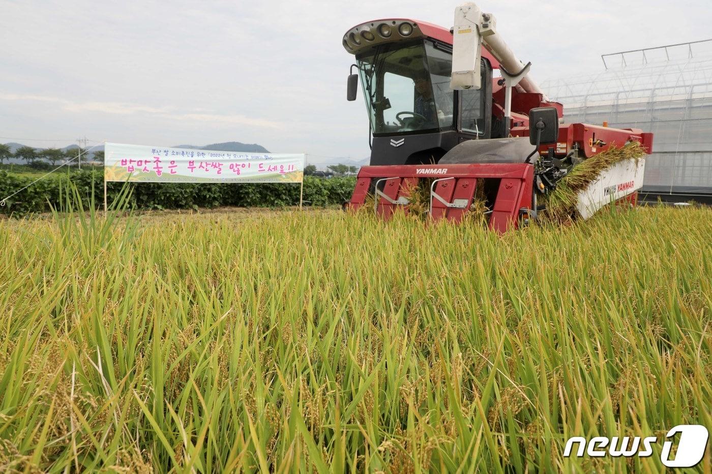 지난 2022년 부산 강서구 죽동동 벼 수확 모습 &#40;자료사진&#41; 2022.8.23/뉴스1 ⓒ News1 