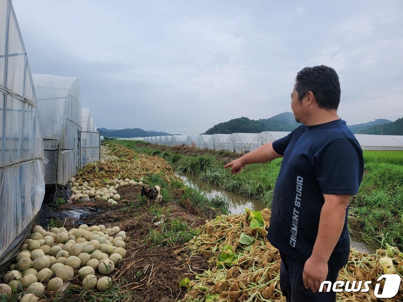 귀농인 전병관씨가 청남면 대흥리 소재 자신의 비닐하우스 인근 공터에 버려진 멜론을 가리키고 있다. / 뉴스1 ⓒ News1