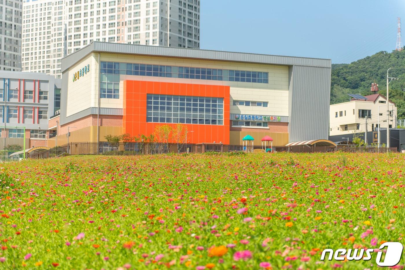 울산 북구 일대에 조성된 백일홍 꽃단지.&#40;울산 북구 제공&#41;