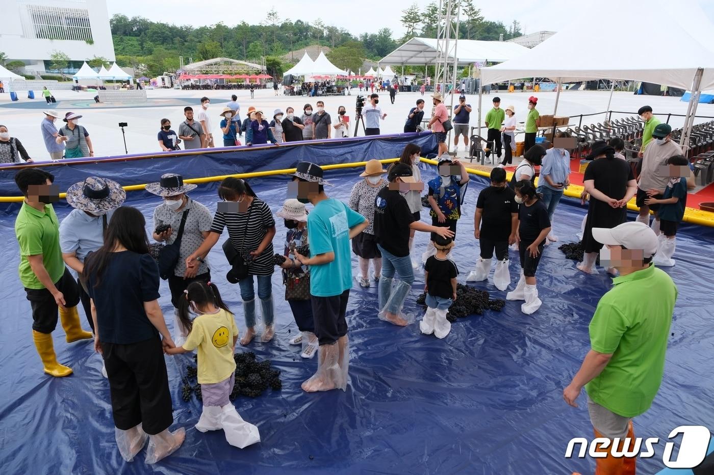 영동포도축제 포도밟기 체험 모습.  