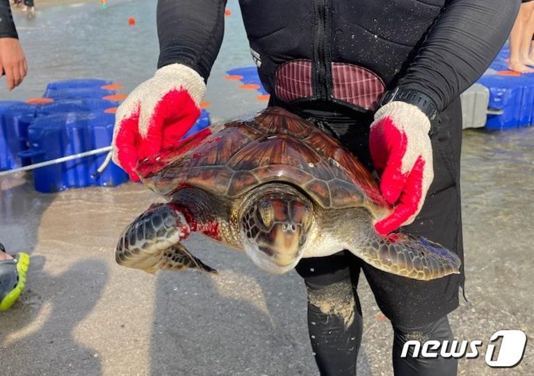 지난 5일 오후 5시30분께 울주군 나사해수욕장에서 구조된 푸른바다거북. &#40;울산 남구 제공&#41; ⓒ 뉴스1