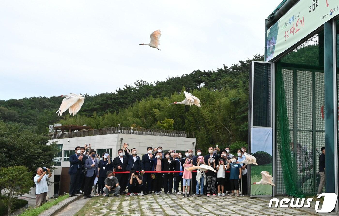 지난 9월15일 경남 창녕군 우포늪 우포따오기복원센터에서 환경부, 문화재청, 경남도, 경남 창녕군이 인공 증식 따오기 암수 40마리를 야생으로 방생하고 있다. &#40;창녕군 제공&#41; /뉴스1 ⓒ News1 김영훈 기자