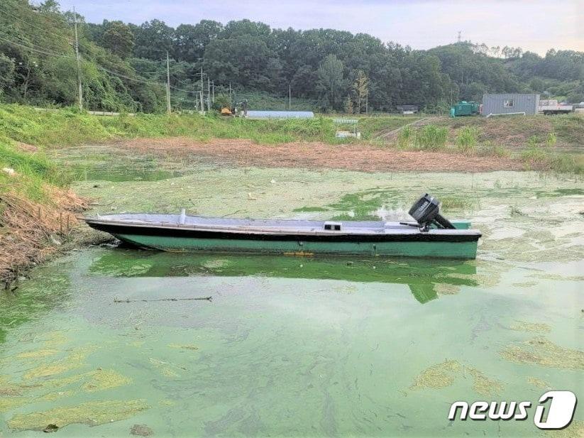 대청호와 합수 지점인 충북 옥천군 군북면 지오리 인근 서화천이 짙은 물감을 풀어 놓은 듯 녹조가 확산하고 있다./뉴스1 