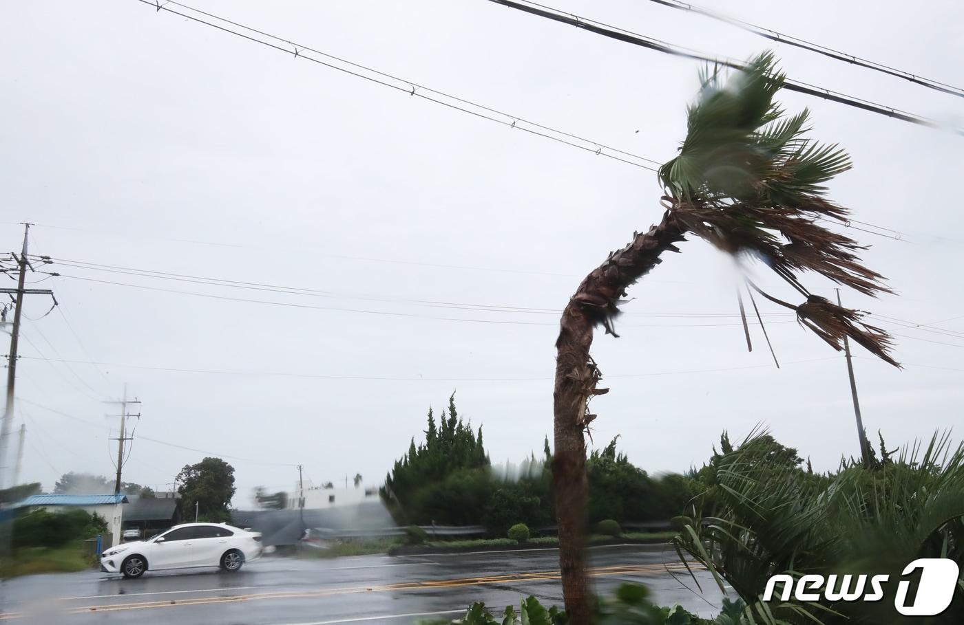 제주의 한 도로에 있는 야자수가 휘어져 있다. 2022.9.5/뉴스1 ⓒ News1 오현지 기자