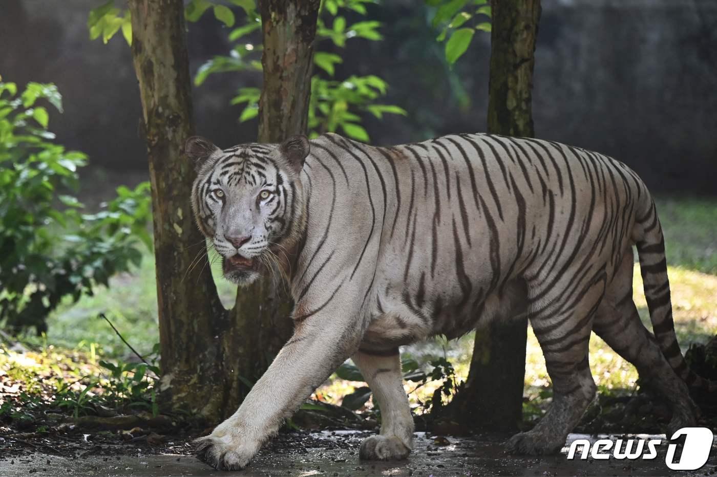 인도 콜카타의 한 동물원에서 호랑이가 우리를 향해 걸어가고 있다. ⓒ AFP=뉴스1 ⓒ News1 강민경 기자