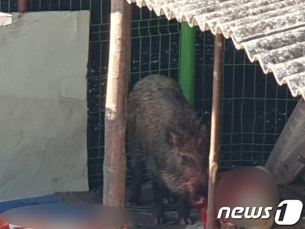 광주 동구 월남동 한 주택 텃밭에 멧돼지가 출몰, 소방당국이 소탕 작업을 하고 있다. &#40;동부소방 제공&#41; 2023.1.12/뉴스1 ⓒ News1 이승현 기자