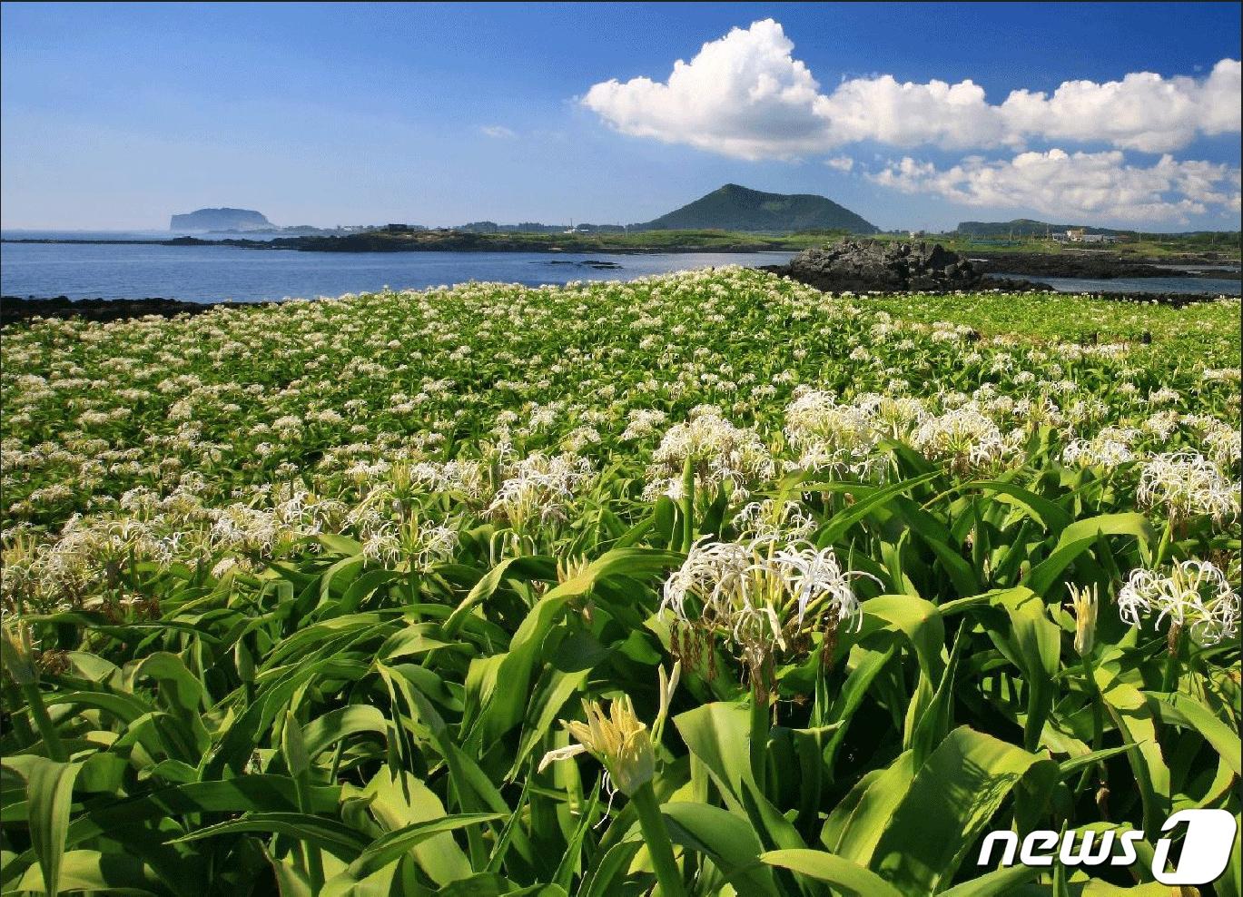 천연기념물 제19호 제주 토끼섬 문주란 자생지.&#40;제주관광공사 홈페이지 갈무리&#41;