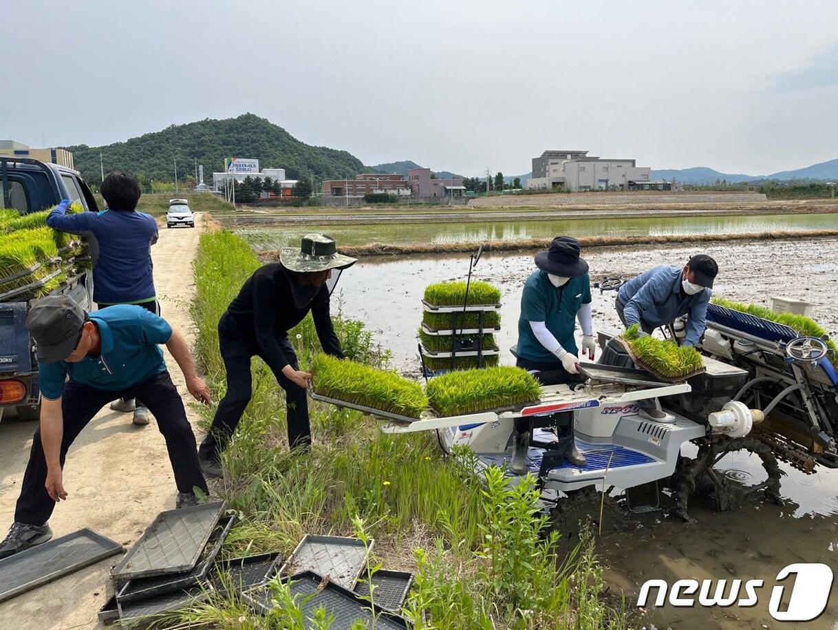 충북 진천군이 고품질 쌀 생산 등을 위해 벼 재배 농가에 육묘용 제조상토를 지원한다.&#40;진천군 제공&#41; / 뉴스1