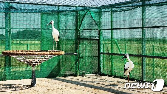 서산버드랜드 방사장 입식 당시의 천수와 만수. &#40;서산시 제공&#41; 