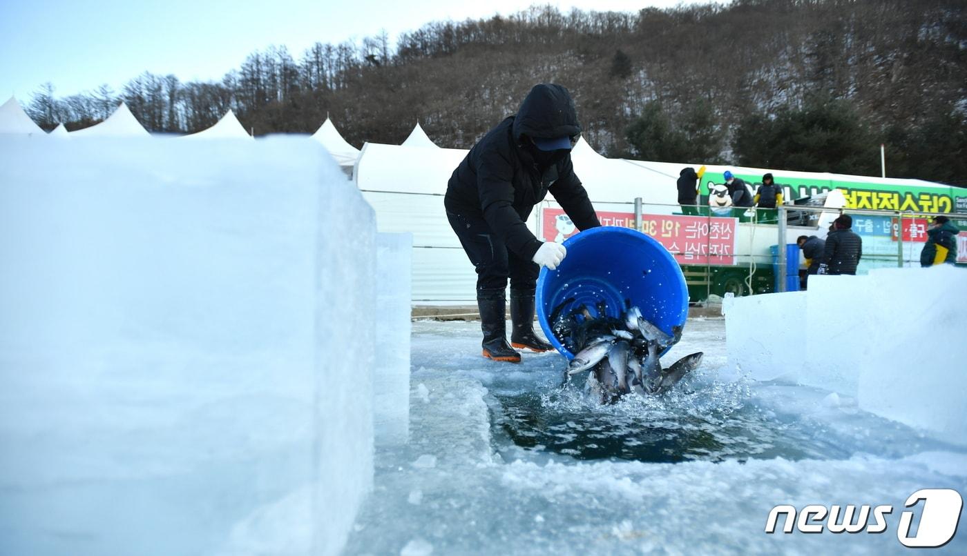 축제를 위해 방양되는 산천어.&#40;화천군 제공&#41;