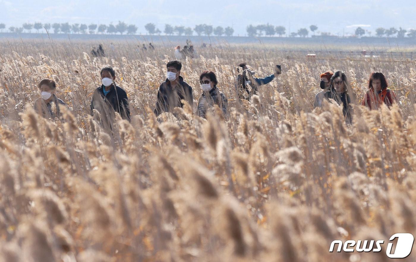 강진만 춤추는 갈대축제. ⓒ News1