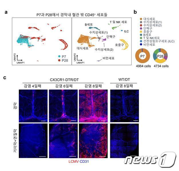 생쥐 연령에 따른 경막 내 면역세포 분포의 차이.&#40;IBS 제공&#41;/뉴스1