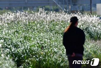 10일 오후 경북 포항시 남구 연일읍 형산강변에 산책 나온 시민이 반짝이는 억새를 지켜보고 있다. 2023.10.10/뉴스1 ⓒ News1 최창호 기자