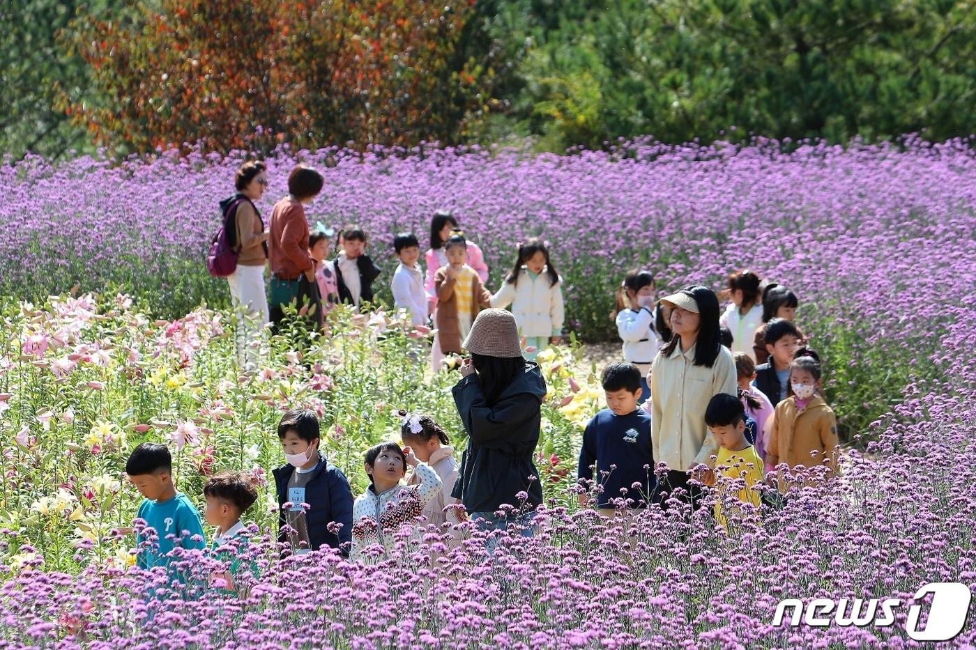 강원 인제 용대리 관광단지 일원 인제가을꽃축제장.&#40;자료사진&#41;/뉴스1 DB