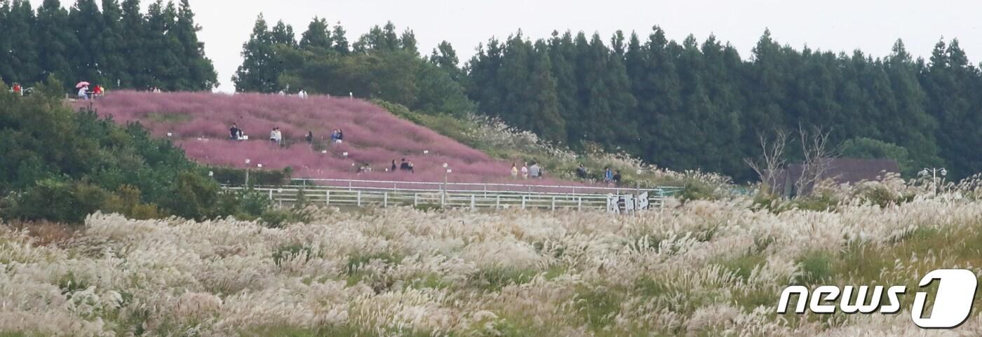 제주시 애월읍 새별오름에 억새꽃이 활짝 펴 눈길을 끌고 있다. 2023.10.15/뉴스1 ⓒ News1 오현지 기자