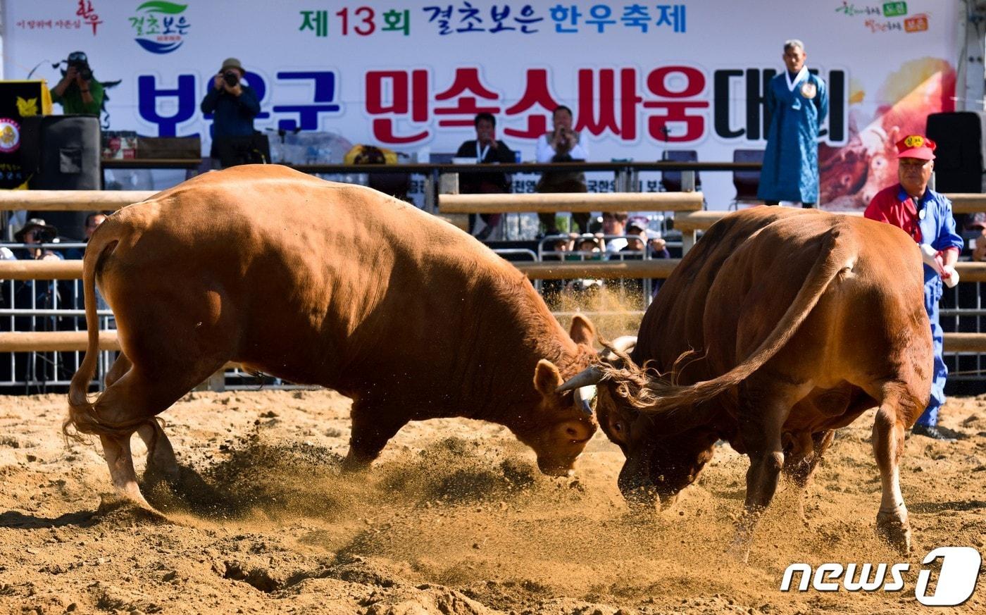 충북 보은에서 열린 13회  전국민속소힘겨루기대회 장면. &#40;보은군 제공&#41; /뉴스1