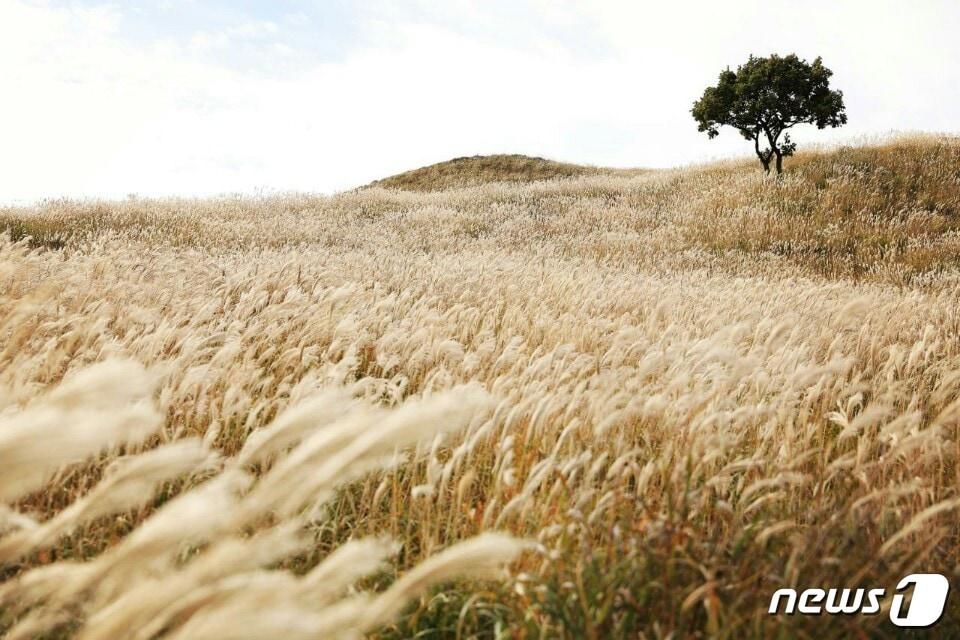 합천 황매산 억새 군락지&#40;합천군 제공&#41;.