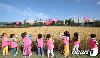 서리가 내린다는 절기 &#39;상강&#40;霜降&#41;&#39;을 엿새 앞둔 18일 벼가 누렇게 익어 황금빛으로 물든 대구 북구 학정동 들녘에서 사회복지법인 천마어린이집 아이들이 곤충채집을 하고 있다. 2023.10.18/뉴스1 ⓒ News1 공정식 기자