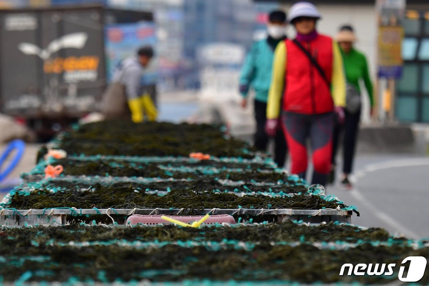 19일 오전 경북 포항시 북구 환여동 해안길에 해녀들이 채취한 청각이 가을 햇살을 쬐고 있다. 청각은 김장 때 속재료로 사용되는 해조류다.2023.10.19/뉴스1 ⓒ News1 최창호 기자