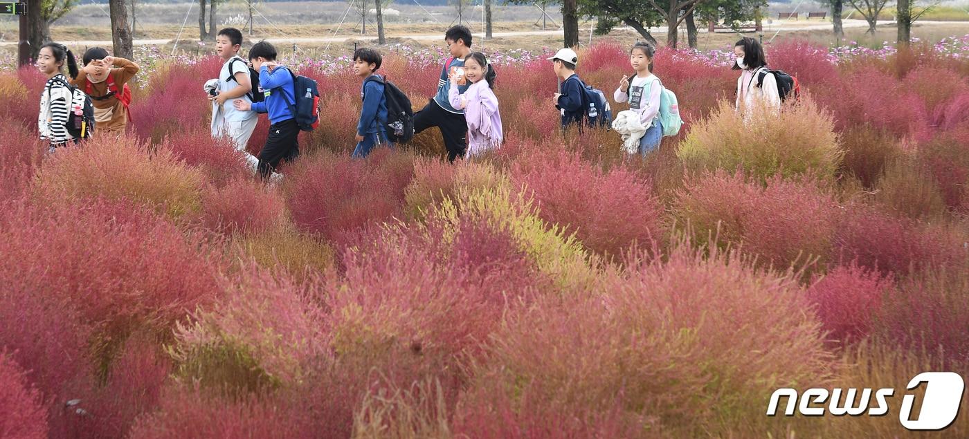 19일 경남 거창군 남상면 거창창포원에서 어린이들이 붉게 물들고 있는 댑싸리길을 걷고 있다. &#40;거창군 제공&#41; 2023.10.19/뉴스1