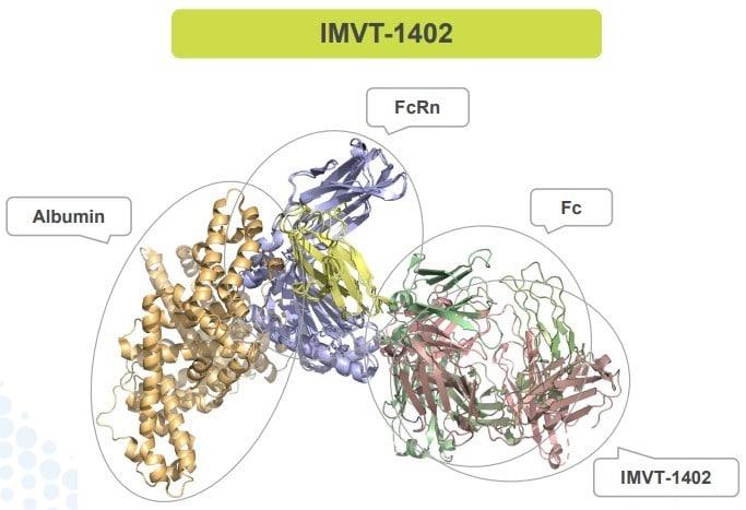 FcRn에 결합한 HL161ANS&#40;IMVT-1402&#41; 구조.&#40;이뮤노반트 제공&#41;