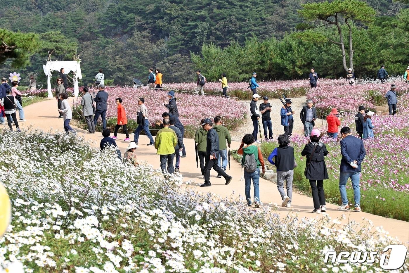  전북 정읍시 구절초꽃축제에 30여만명의 방문객이 다녀간 것으로 집계돼 정읍 구절초 지방공원이 전국적인 가을 여행 명소로 자리매김했다.&#40;정읍시 제공&#41;2023.10.20/뉴스1