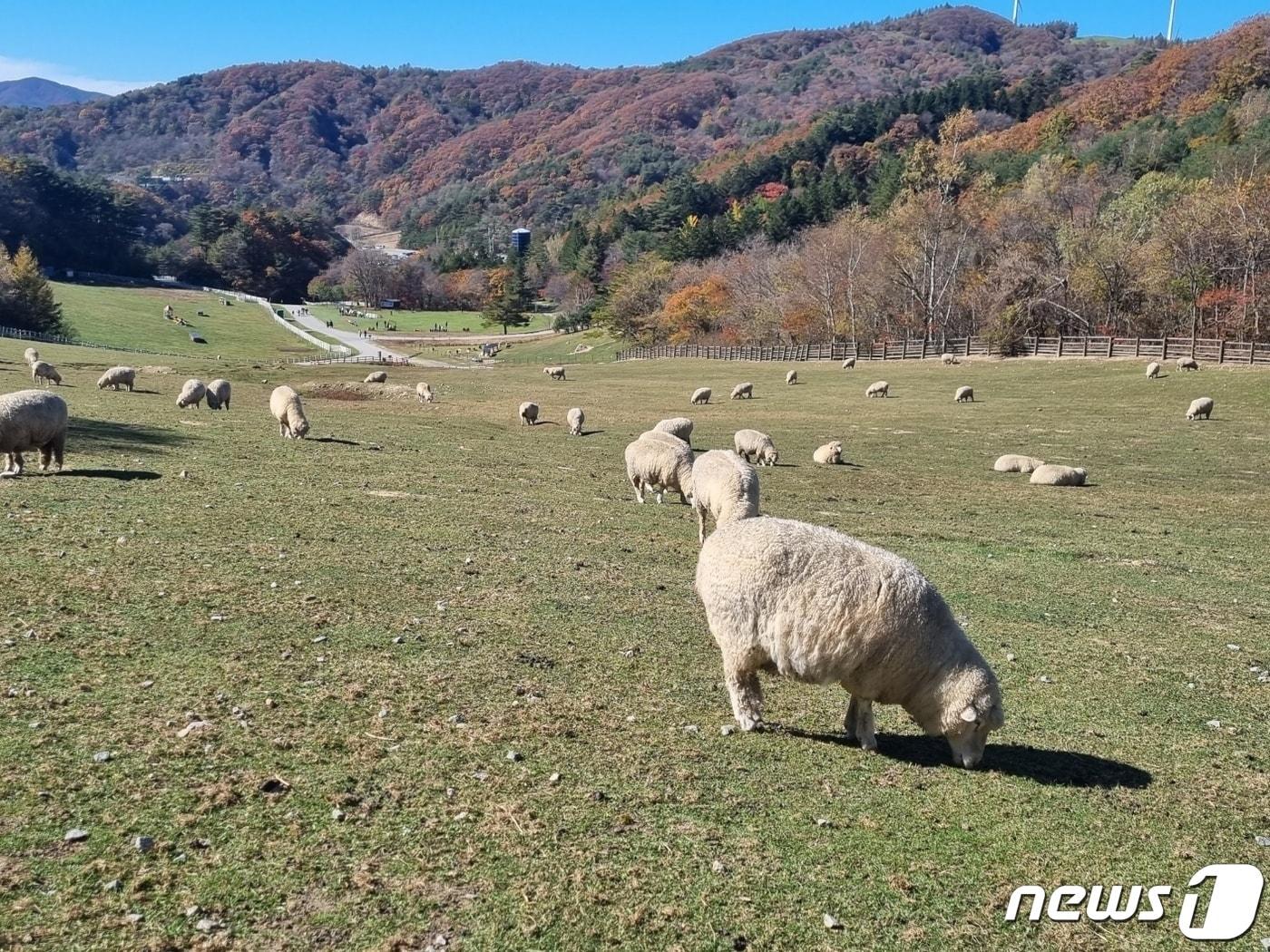 강원 평창군 대관령면에 위치한 대관령 하늘목장 초지에서 양떼들이 풀을 뜯으며 여유로운 시간을 만끽하고 있다.2023.10.22/뉴스1 ⓒ News1 윤왕근 기자