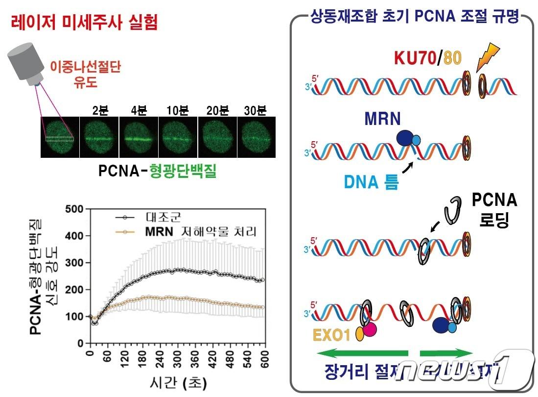 DNA 이중나선절단 부위 인접 DNA 틈에 결합하는 PCNA.&#40;IBS 제공&#41;/뉴스1