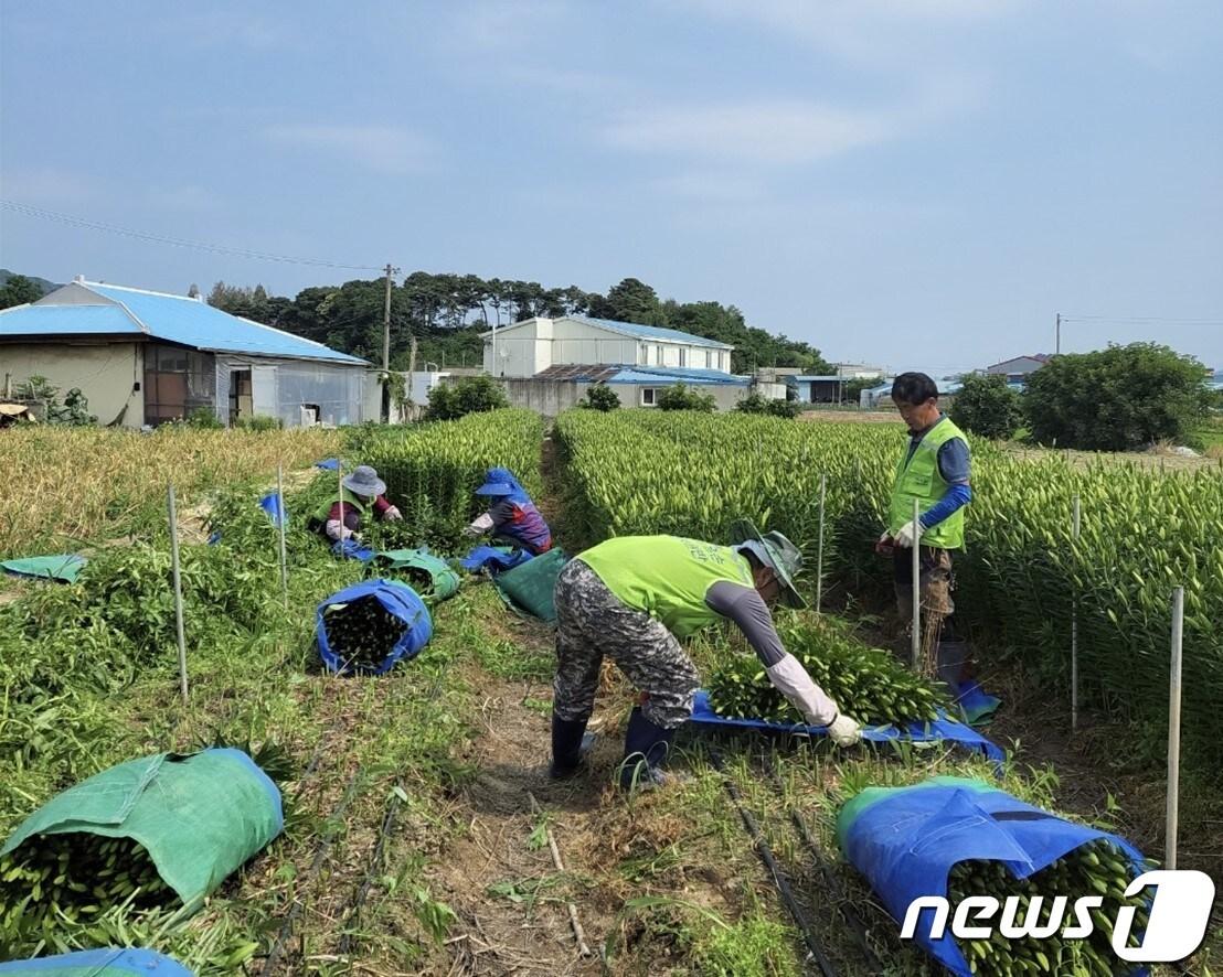 일손 지원 기동대 활동 모습.&#40;진천군 제공&#41;/뉴스1