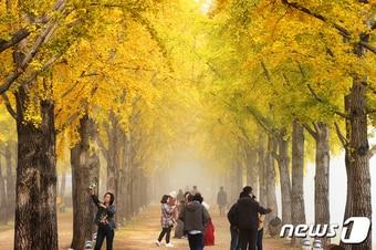 황금빛 가을이 내려앉은 충북 괴산군 문광면 양곡리 문광저수지 은행나무길에서 방문객들이 추억을 담고 있다.&#40;괴산군 제공&#41;/뉴스1 ⓒ News1 엄기찬 기자 ⓒ News1 엄기찬 기자