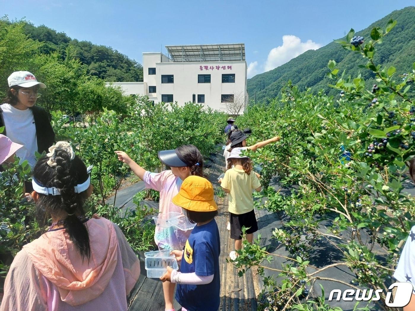 인제군 냇강마을 블루베리 따기 체험.&#40;인제군 제공&#41;/뉴스1