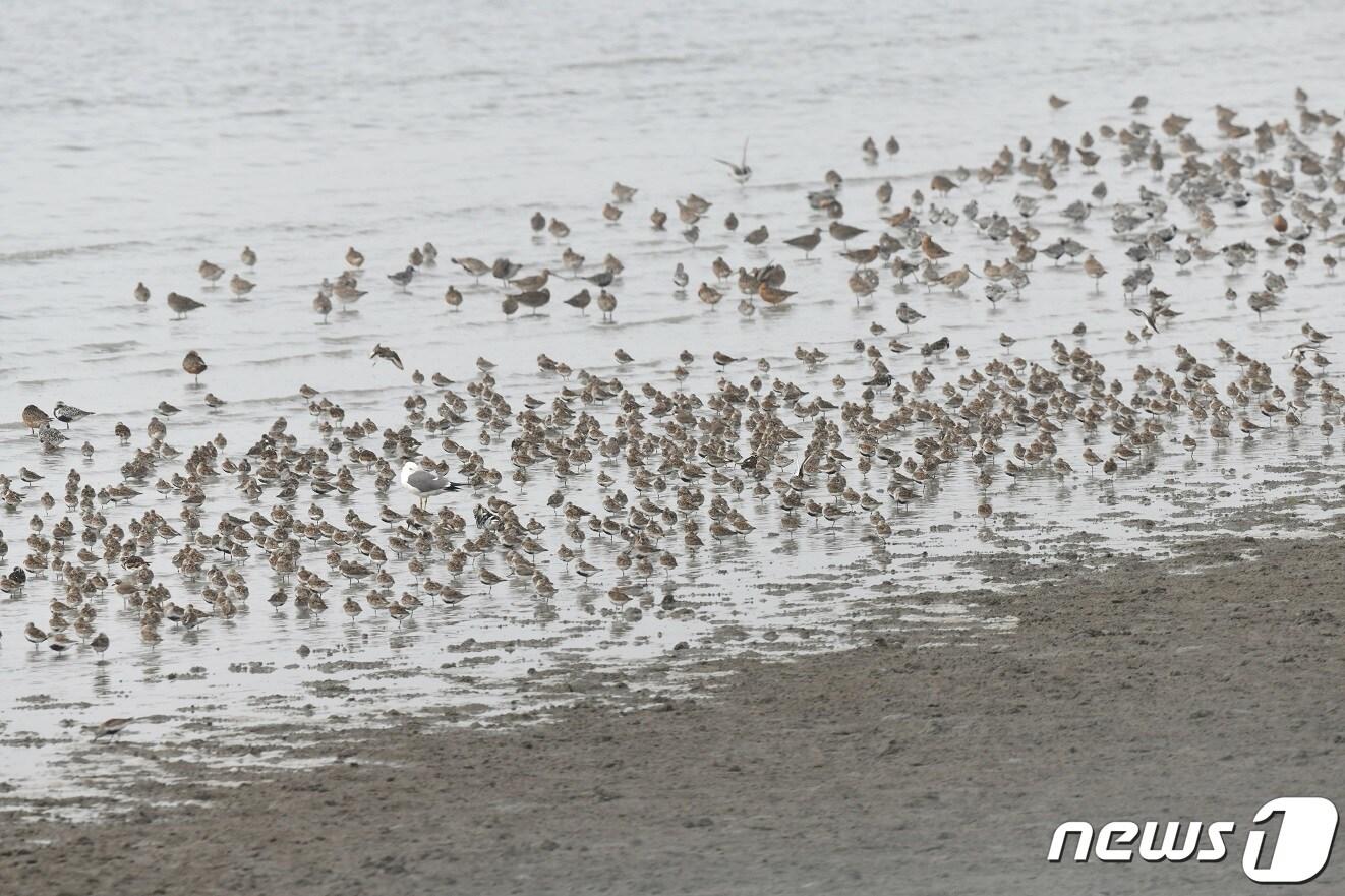 매년 3만 마리 이상의 도요·물떼새가 정기적으로 찾아오는 신안 압해도 갯벌 &#40;신안군 제공&#41; /뉴스1 