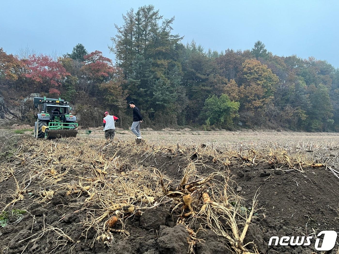 KGC인삼공사와 계약재배를 맺은 강원도 횡성군 안흥면 인삼밭에서 인삼을 수확하고 있다. ⓒ 뉴스1/신민경 기자.