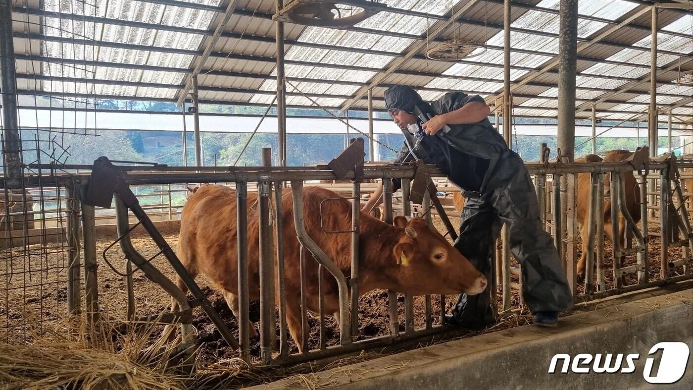 정읍시는 최근 부안군 백산면의 한 한우농가의 소가 럼피스킨병 확진 판정을 받음에 따라 지역 내 유입 차단을 위해 비상 방역대응에 나섰다. 정읍 한 축산농가에서 백신을 접종하고 있다.&#40;정읍시 제공&#41;2023.10.26/뉴스1