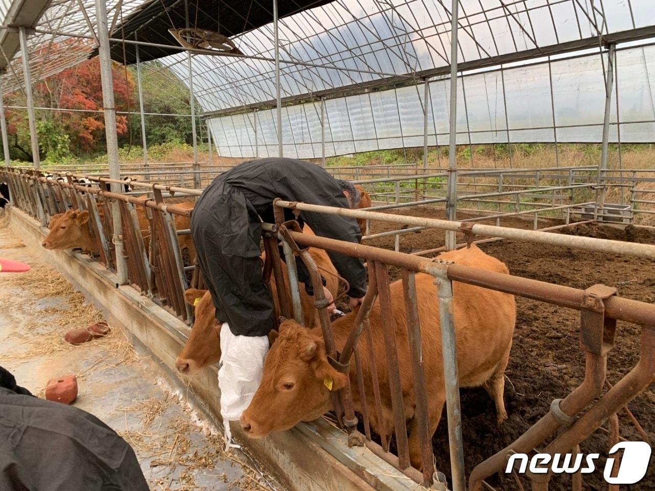 럼피스킨이 발생한 충북 음성군 원남면 보천리 한우농장 10㎞ 방역대에 속한 증평군의 한 축산농가에서 백신 접종이 이뤄지고 있다.&#40;증평군 제공&#41;2023.10.26/뉴스1 ⓒ News1 엄기찬 기자