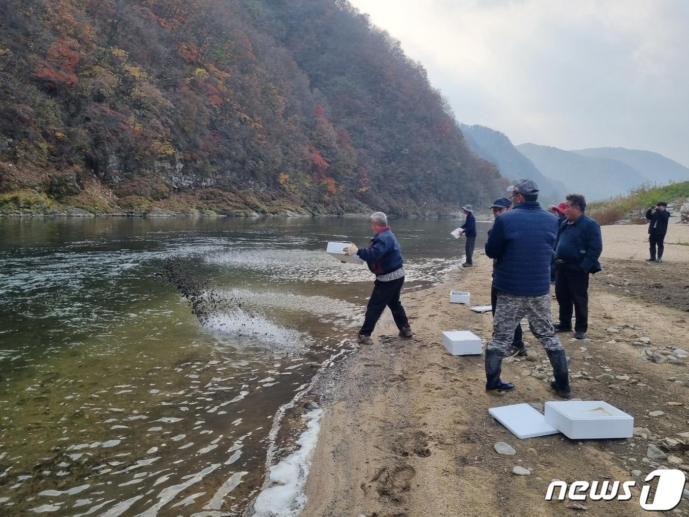 155만 다슬기 수산종자가 26일 강원 평창강 일원에 방류됐다. &#40;평창군 제공&#41; 2023.10.26/뉴스1