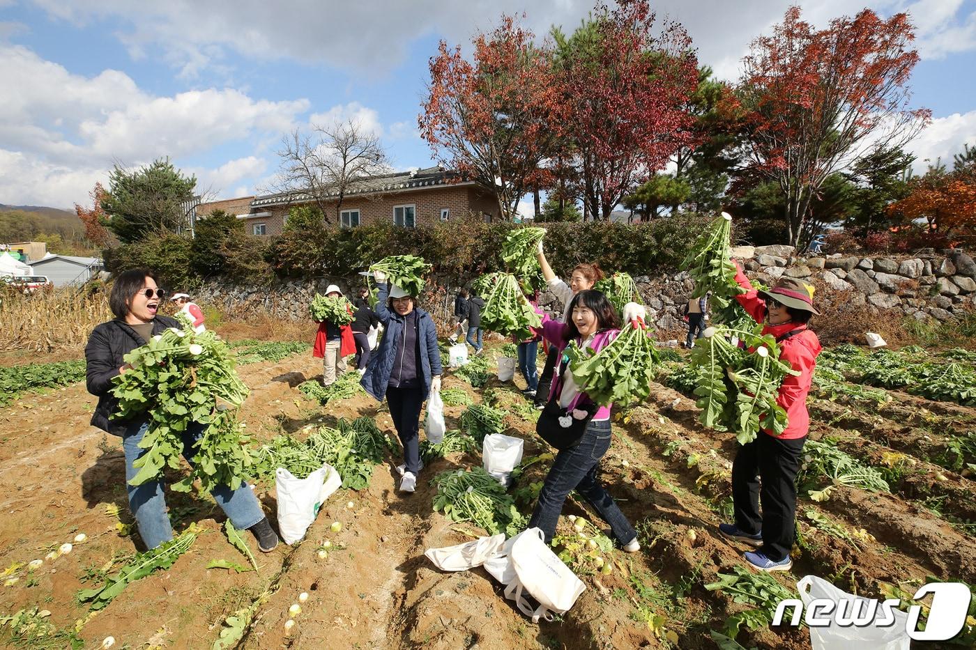 지난해 열린 청춘양구 펀치볼 시래기·사과축제에서 관광객들이 시래기 캐기 체험을 하고 있다.&#40;자료사진&#41;/뉴스1 DB