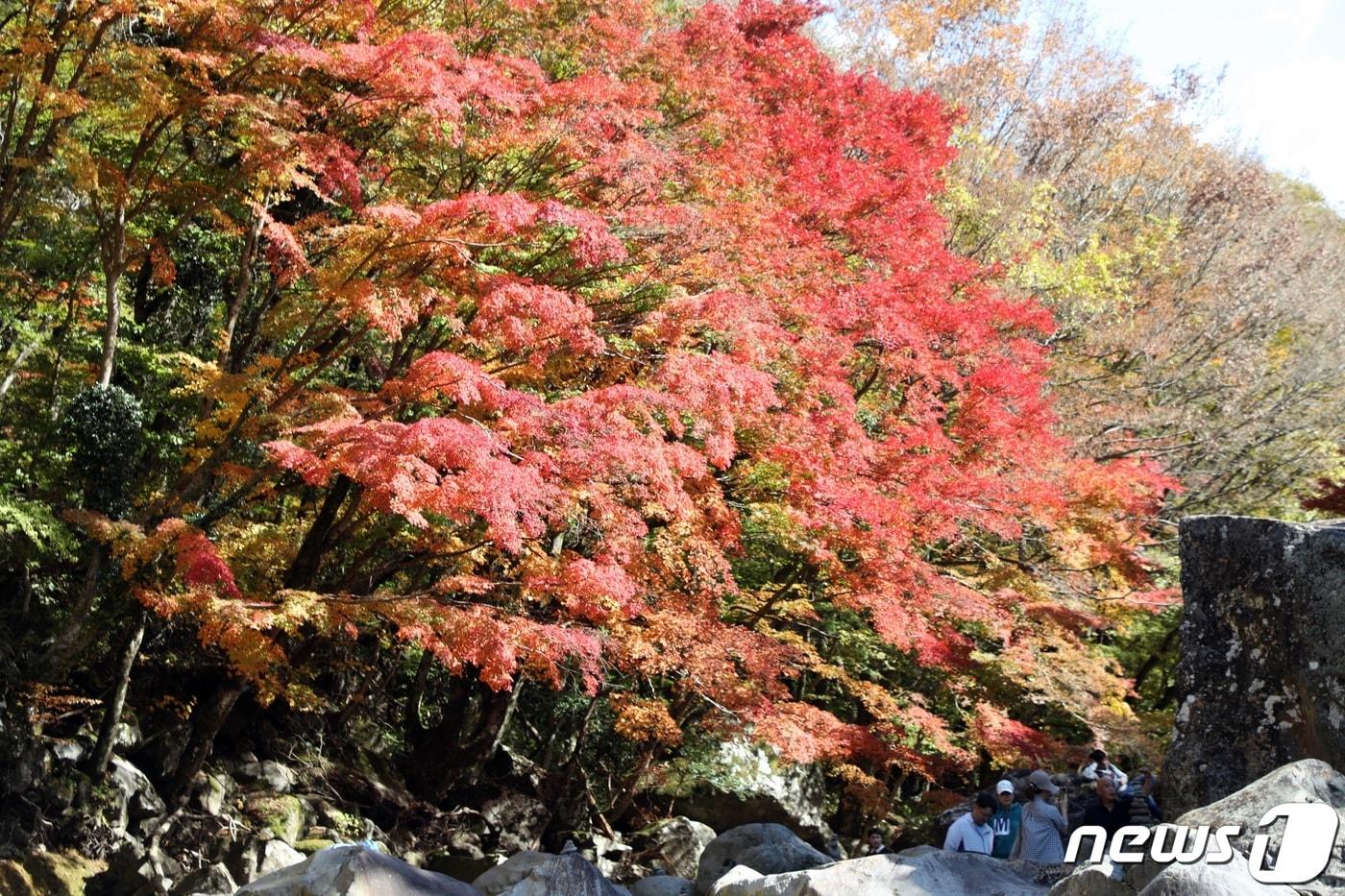 한라산국립공원 천아계곡에서 탐방객들이 가을 단풍을 즐기고 있다.2023.10.29/뉴스1 ⓒ News1 고동명 기자