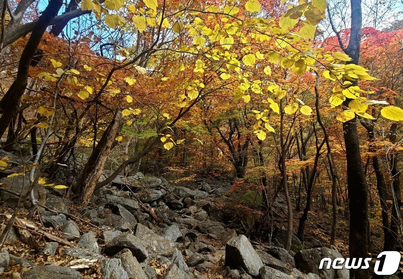 단풍으로 물든 전남 구례군 마산면 지리산 화엄사계곡. /뉴스1 ⓒ News1 최성국 기자