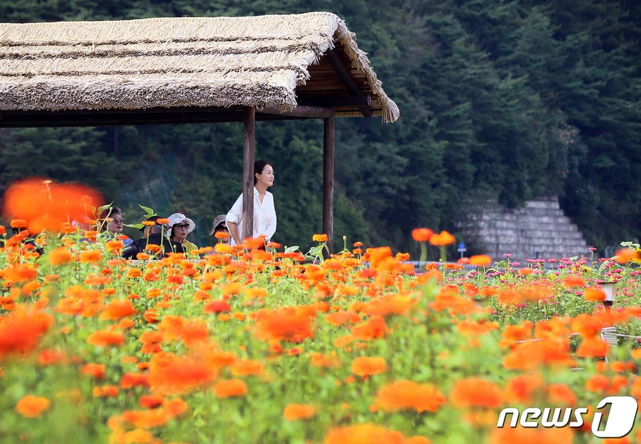 추석 연휴 마지막날인 3일 오후 강원 평창읍 평창강 일원에서 열린 ‘2023 평창백일홍축제’를 찾은 방문객들이 깊어가는 가을의 정취를 즐기고 있다. &#40;평창군 제공&#41; 2023.10.3/뉴스1