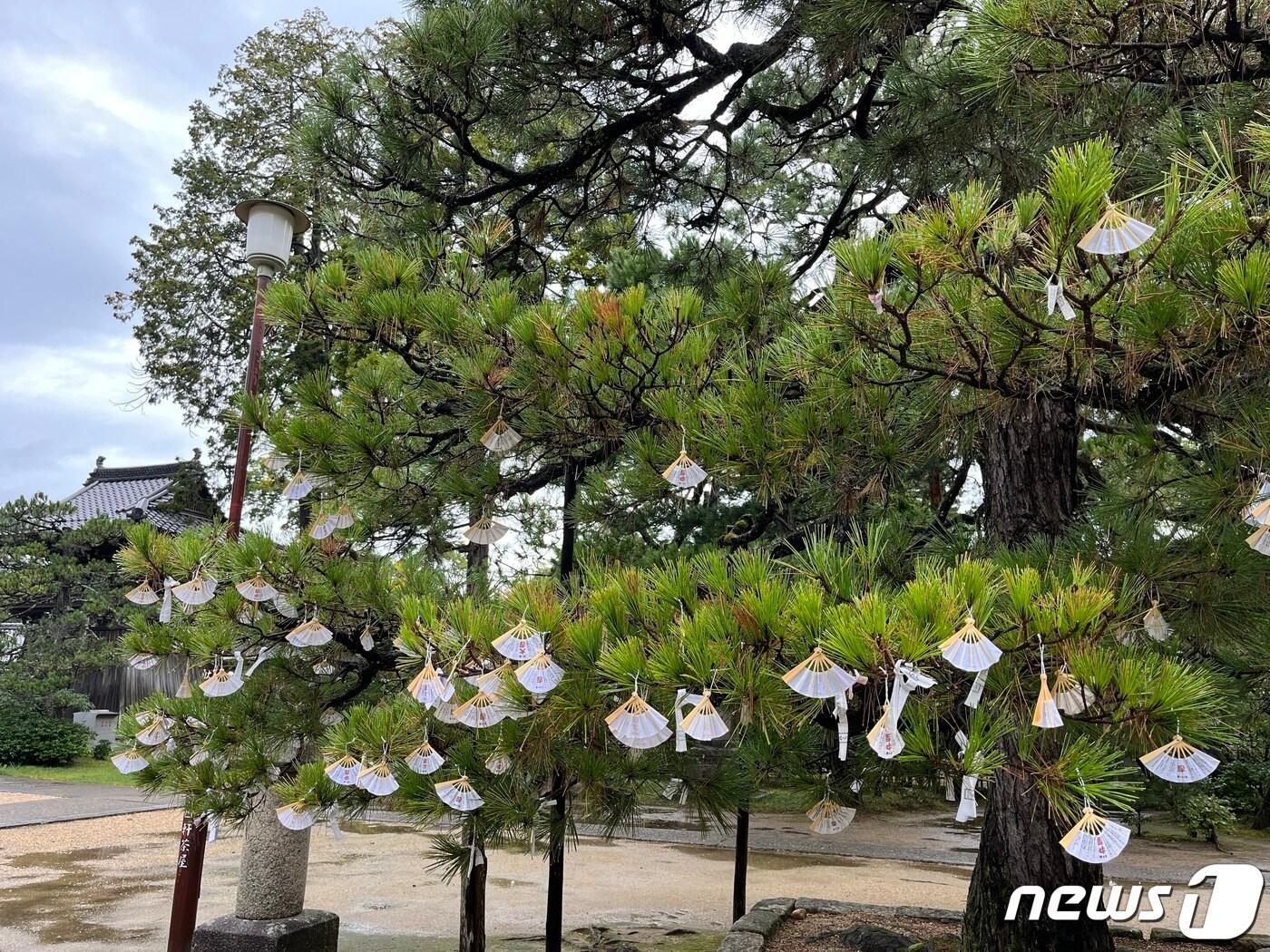 치온지 사찰 내 소나무에 걸려있는 오미쿠지. ⓒ 뉴스1