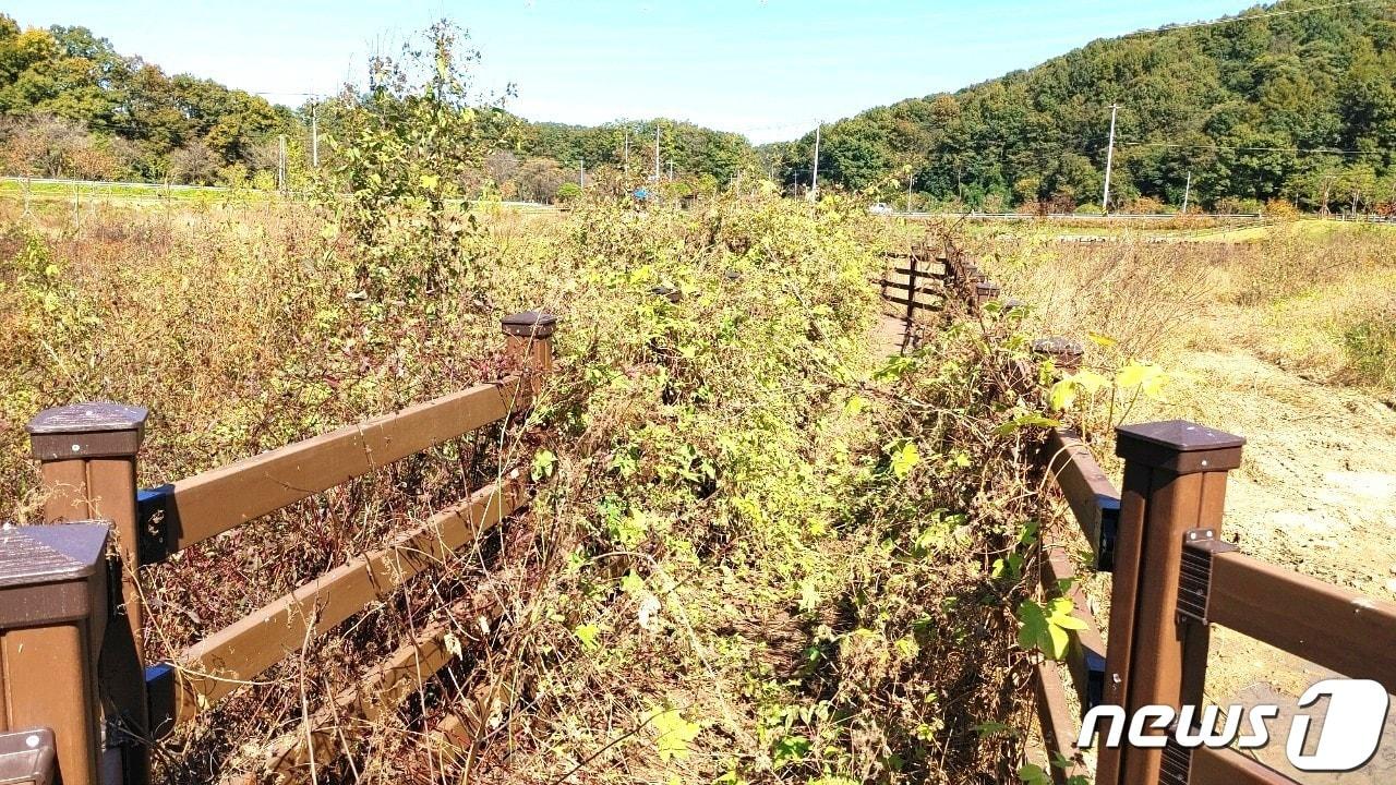 충북 옥천군 옥천읍 옥각리 일원 서화천 생태습지내 테크길에 잡초가 무성해 탐방객들이 발길을 되돌리고 있다.  /뉴스1  장인수 기자 