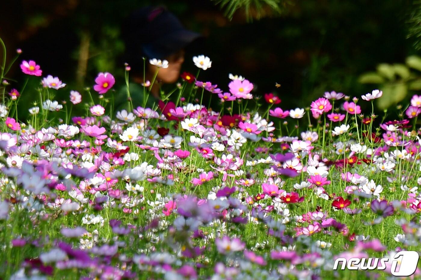 4일 오후 경북 포항시 북구 장성동 공원에 핀 코스모스 위로 가을 햇살이 내리쬐고 있다.2023.10.4/뉴스1 ⓒ News1 최창호 기자